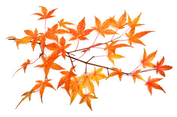 Collection autumn japanese maple leaf isolated on white background. Flat lay, top view