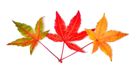 Collection autumn japanese maple leaf isolated on white background. Flat lay, top view