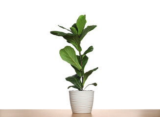 Fiddle Fig or Ficus Lyrata plant with green leaves in pot on table against white background