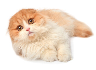 Beautiful red-haired kitten posing lying isolated on white background. Scottish fold cat