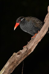 夜のヤンバルクイナ