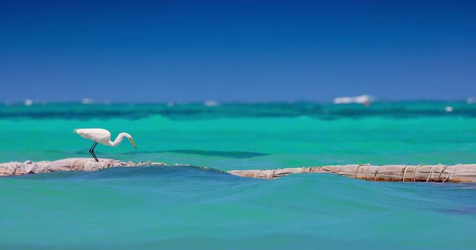 White heron standing over waves of caribbean sea and catch a fish in his beak 4k video