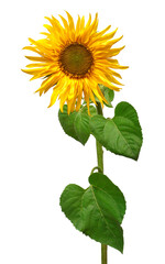 Sunflower isolated on white background. Sun symbol. Flowers yellow, agriculture. Seeds and oil