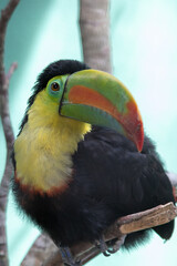toucan in the zoo
