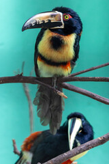 Toucan on the zoo
