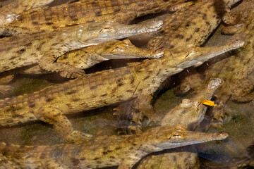 crocodile in the water conservation 