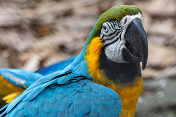 blue and yellow macaw looking at you