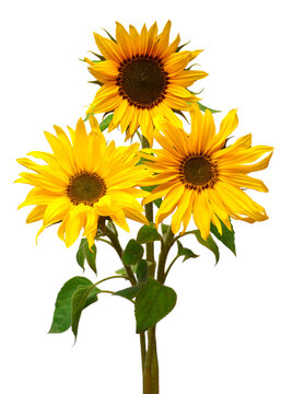 Bouquet sunflowers isolated on white background