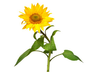 Sunflower isolated on white background. Sun symbol. Flowers yellow, agriculture. Seeds and oil