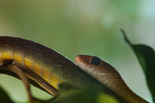 Boomslang Snake or Dispholidus typus
