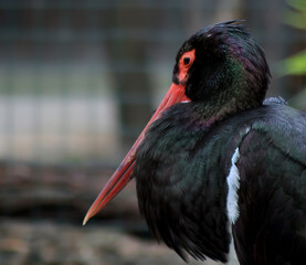 Black stork bird, Ciconia Nigra. The stork is black in color, with a metallic sheen and colorful feathers. Background.