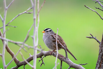 Female house sparrow