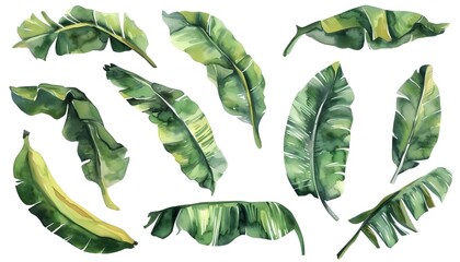 Tropical banana leaves set. Hand drawn watercolor illustration