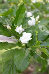 Crepe jasmine, East Indian rosebay