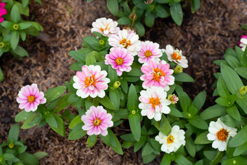 Zinnia flower in the garden