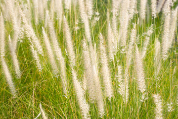 Fototapeta premium Fountain grass or pennisetum alopecuroides