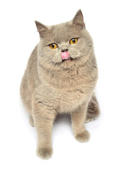 Beautiful gray little kitten playing paws. British cat, isolated on white background