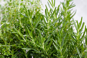 Fresh herbs in the garden