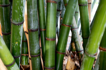 Fresh green bamboo tree in the garden