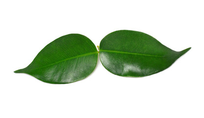 Two leaf isolated on white background