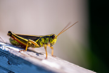 Grasshopper sitting on a wooden fence. Macro shot.