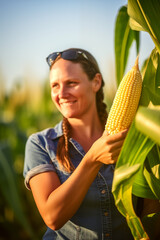 corn Agriculture's joy, captured as a farmer cradles a corn cob in a healthy corn field, with corn's essence defining rural life