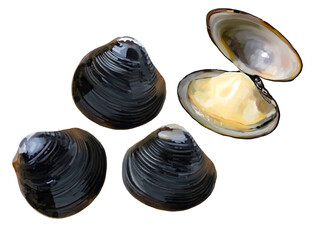 しじみ3個と開き