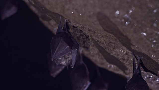 Close up small sleeping lesser horseshoe bat group covered by wings hanging upside down on top of cold natural cave in rock shaking waked after hibernation.