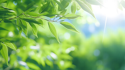 Fototapeta na wymiar natural green leaves with bokeh spring lights background