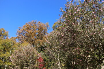 秋の風景　紅葉の木