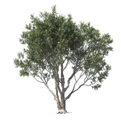 Melaleuca quinquenervia, broad-leaved paperbark, paper bark tea tree, punk tree, niaouli,  evergreen, small tree, bush, tree, big tree, light for daylight, easy to use, 3d render, isolated