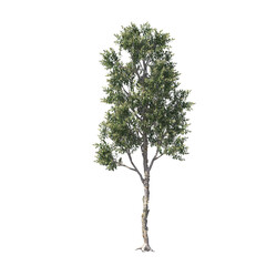 Obraz premium Melaleuca quinquenervia, broad-leaved paperbark, paper bark tea tree, punk tree, niaouli, evergreen, small tree, bush, tree, big tree, light for daylight, easy to use, 3d render, isolated