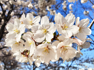 white cherry blossom