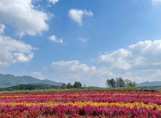 Obraz premium field of flowers
