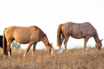 horses feeding on dry grass