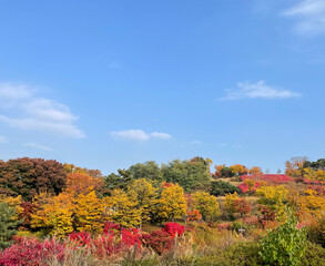 Fototapeta premium autumn landscape with trees and blue sky