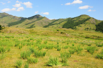 Fototapeta na wymiar Bushes of tall grass scattered across a wide clearing at the foot of high mountains on a clear sunny day.