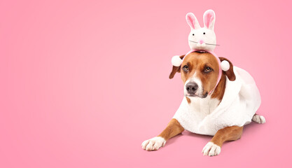 Funny dog with easter bunny costume on colored background. Cute puppy dog wearing a bunny rabbit...