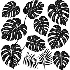 set of  monstera leaves silhouettes on white