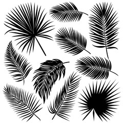 set of  monstera leaves silhouettes on white