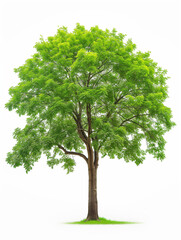 Healthy Tree Full of Green Leaves on Isolated White Background