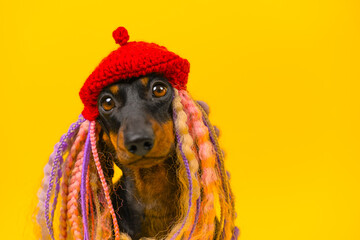 Cute dachshund dog in a red beret and multi-colored dreadlocks on a yellow background. A funny...