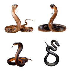 Set of isolated Cobras