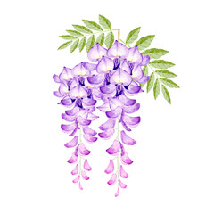 藤の花　挿絵　水彩 イラスト