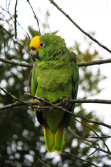 green winged macaw