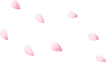 Watercolor pink cherry blossom petal