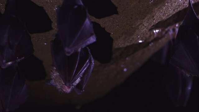 Close up group o small horseshoe bat awaken, looking around under top of cold natural rock cave ceiling just after hibernation. Creative wildlife take. Shining background backlit. Natural environment.