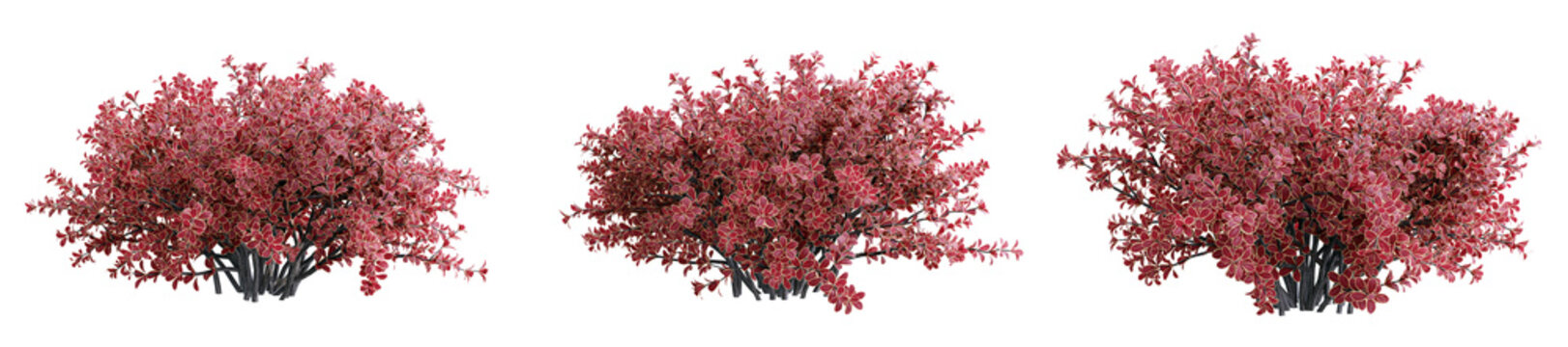 Berberis thunbergii bush isolate transparent background.3d rendering PNG