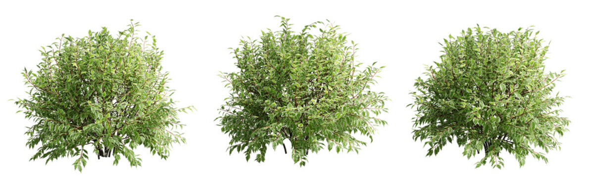 Cornus Alba Elegantissima isolate transparent background.3d rendering PNG
