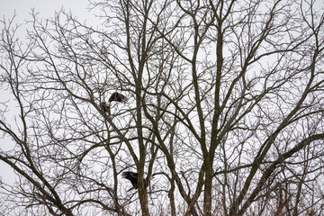 Bald Eagles